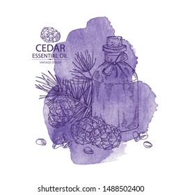 Watercolor background with cedar and bottle of cedar essential oil. Cosmetic, perfumery and medical plant. Vector hand drawn illustration.