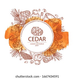 Watercolor background with cedar: branch, cedar cone, oil, soap and bath salt . Cosmetic and medical plant. Vector hand drawn illustration
