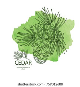 Watercolor background with cedar: branch of cedar with cedar cone. Cosmetics and medical plant. Vector hand drawn illustration