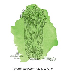 Watercolor background with celery: celery plant, leaves and piece of celery. Apium graveolens. Vector hand drawn illustration. 