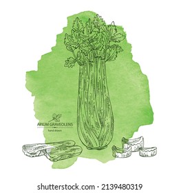 Watercolor background with celery: celery plant, leaves and piece of celery. Apium graveolens. Vector hand drawn illustration. 