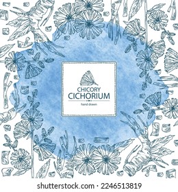 Watercolor background with chicory: chicory plant, leaves,  flowers and chicory root. Cichorium intybus. Vector hand drawn illustration.