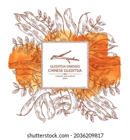 Watercolor background with chinese gleditsia: plant, leaves, and chinese gleditsia pod. Gleditsia sinensis. Cosmetic and medical plant. Vector hand drawn illustration