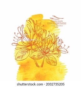 Watercolor background with chinese honeysuckle: plant, leaves and chinese honeysuckle flowers. Lonicera pileata. Cosmetic, perfumery and medical plant. Vector hand drawn illustration