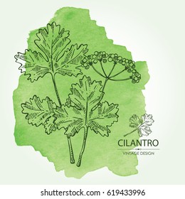 Watercolor background with cilantro. Hand drawn.
