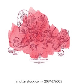 Watercolor background with cissampelos pareira: leaves, cissampelos berries and cissampelos pareira plant.  Cosmetic, perfumery and medical plant. Vector hand drawn illustration.