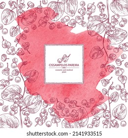 Watercolor background with cissampelos pareira: leaves, cissampelos berries and cissampelos pareira plant.  Cosmetic, perfumery and medical plant. Vector hand drawn illustration.