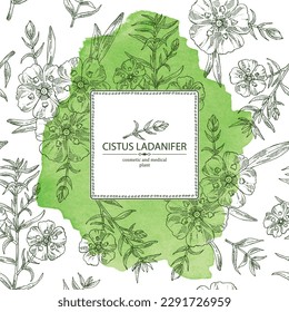 Watercolor background with cistus ladanifer: cistus plant, leaves and cistus ladanifer flowers. Cosmetic, perfumery and medical plant. Vector hand drawn illustration