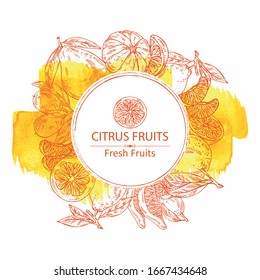 Watercolor background with citrus fruitst: lemon, pomelo, tangerine and kumquat. Vector hand drawn illustration