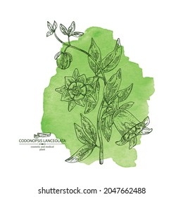 Watercolor background with codonopsis lanceolata: plant, flowers and codonopsis lanceolata roots. Cosmetic and medical plant. Vector hand drawn illustration