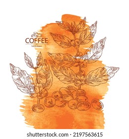 Watercolor Background With Coffee: Coffee Plant, Leaves And Coffee Fruit. Vector Hand Drawn Illustration.