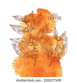 Watercolor Background With Coffee: Coffee Plant, Leaves And Coffee Fruit. Vector Hand Drawn Illustration.