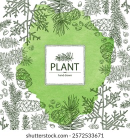 Watercolor background with conifers: cedar and cone, spruce tree, taxus baccata and thuja plicata. Cosmetics and medical plant. Vector hand drawn illustration.