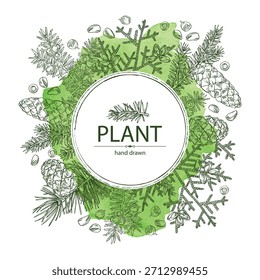 Watercolor background with conifers: cedar and cone, spruce tree, taxus baccata and thuja plicata. Cosmetics and medical plant. Vector hand drawn illustration.