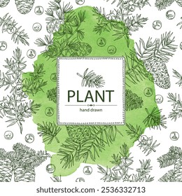 Fondo de acuarela con coníferas: pino y cono, abeto coreano, enebro y larix. Cosméticos y planta médica. Vector dibujado a mano ilustración.