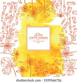 Watercolor background with coptis chinese: plant, leaves, root and coptis chinese flowers. Cosmetic and medical plant. Vector hand drawn illustration