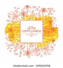 Watercolor background with coptis chinese: plant, leaves, root and coptis chinese flowers. Cosmetic and medical plant. Vector hand drawn illustration