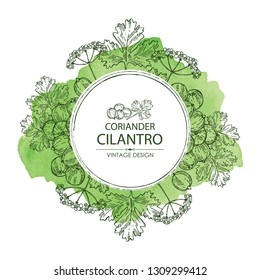 Watercolor background with coriander and cilantro. Vector hand drawn illustration.