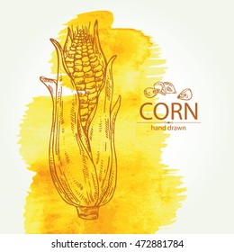Watercolor background with corn. hand drawn