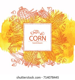 Watercolor background with corn . Vector hand drawn illustration.