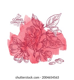 Watercolor background with cornel: plant, leaves and cornel berries. Cornus mas. Cosmetic and medical plant. Vector hand drawn illustration