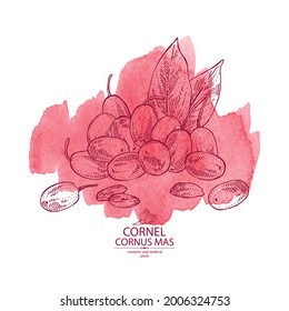 Watercolor background with cornel: plant, leaves and cornel berries. Cornus mas. Cosmetic and medical plant. Vector hand drawn illustration