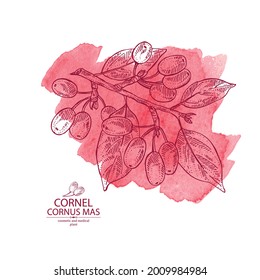 Watercolor background with cornel: plant, leaves and cornel berries. Cornus mas. Cosmetic and medical plant. Vector hand drawn illustration