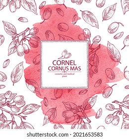 Watercolor background with cornel: plant, leaves and cornel berries. Cornus mas. Cosmetic and medical plant. Vector hand drawn illustration