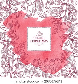 Watercolor background with cornel: plant, leaves and cornel berries. Cornus mas. Cosmetic and medical plant. Vector hand drawn illustration