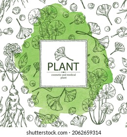 Watercolor background with cosmetic and medical plants: ginkgo biloba, ginseng root, centella asian gotu kola and schisandra chinese. Vector hand drawn illustration