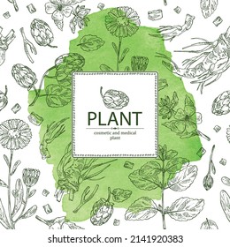 Watercolor background with cosmetic and medical plants: cone of hops, calendula flowers, melissa, lemon balm and althea officinalis flower. Vector hand drawn illustration