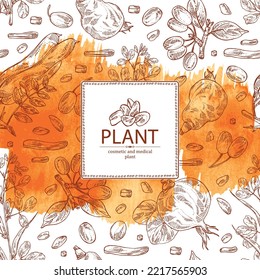 Watercolor background with  cosmetic and medical plants: cornel berries, fenugreek, stephania glabra and chinese gleditsia. Vector hand drawn illustration