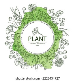 Watercolor background with cosmetic and medical plants: ginkgo biloba, ginseng root, centella asian gotu kola and schisandra chinese. Vector hand drawn illustration