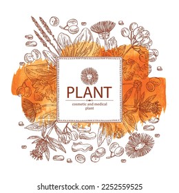 Watercolor background cosmetic and medical plants: viburnum berries, large plantain, elecampane flower, lonicera pileata and atraktylodes large root. Vector hand drawn illustration
