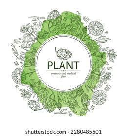 Fondo acuático con plantas cosméticas y médicas: cono de lúpulo, flores de caléndula, melissa, bálsamo de limón y flor althea officinalis. Ilustración dibujada a mano por el vector