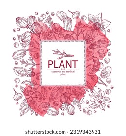 Watercolor background with  cosmetic and medical plants: datura stramonium, pulsatilla chinensis, croton tiglium, ardisia japonica. Vector hand drawn illustration