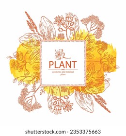 Watercolor background  of cosmetic and medical plants: linden flower, celandine,  large plantain, yarrow flowers. Vector hand drawn illustration