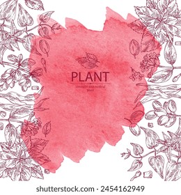 Watercolor background with cosmetic and medical plants: barberry berries, perilla, stemona tuberosa, wikstroemia indica. Vector hand drawn illustration