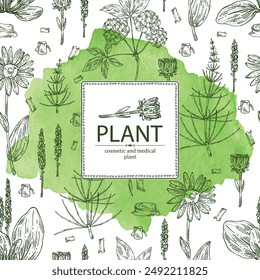 Watercolor background with cosmetic and medical plants: large plantain, arnica montana, equisetum, eleutherococcus. Vector hand drawn illustration