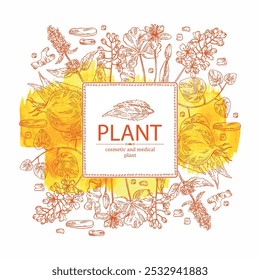 Fundo aquarela com plantas cosméticas e médicas: lofant, isatis tinctoria, stephania glabra, coptis chinese. Ilustração desenhada à mão vetorial