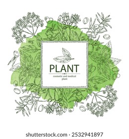 Fondo de acuarela con plantas cosméticas y médicas: flor de tilo, menta, saúco negro, bayas de espino cerval de mar. Vector dibujado a mano ilustración