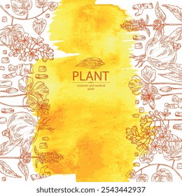 Fundo aquarela com plantas cosméticas e médicas: lofant, isatis tinctoria, stephania glabra, coptis chinese. Ilustração desenhada à mão vetorial