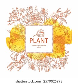 Watercolor background with cosmetic and medical plants: neroli flowers, jasmine, eucalyptus, grapefruit. Vector hand drawn illustration