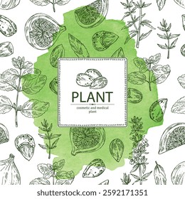 Watercolor background with cosmetic and medical plants: almond, melissa, fig fruit, hyssopus officinalis. Vector hand drawn illustration.