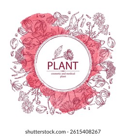 Watercolor background with cosmetic and medical plants: echinacea flowers, valerian officinalis, camomile, rosehip. Vector hand drawn illustration