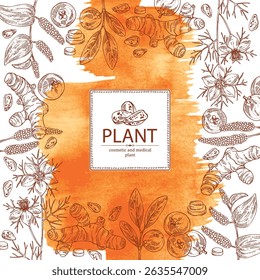 Fundo aquarela com plantas cosméticas e médicas: raiz de açafrão, nigella sativa, garcinia indica, pippali. Ilustração desenhada à mão vetorial.
