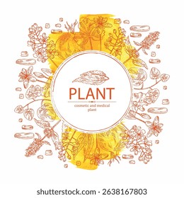 Watercolor background with cosmetic and medical plants: lofant, isatis tinctoria, stephania glabra, coptis chinese. Vector hand drawn illustration