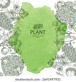 Watercolor background with cosmetic and medical plants and mushrooms: lobelia chinensis, alexandria laurelnuts, calophyllum, caesalpinia, hericium erinaceus. Vector hand drawn illustration.