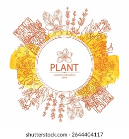 Fundo aquarela com plantas cosméticas e médicas: flores de lavanda, vetiver, flores de plumeria, cânfora. Ilustração desenhada à mão vetorial