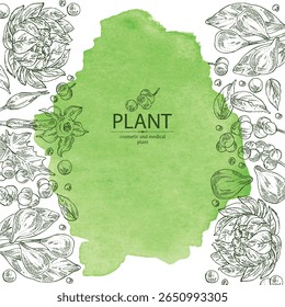 Fundo aquarela com plantas cosméticas e médicas: planta saussurea laniceps, lótus de neve, terminalia bellirica, datura stramonium, cissampelos pareira. Ilustração desenhada à mão vetorial